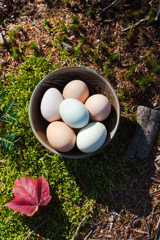 Farm eggs | A trip to Woodstock, Vermont