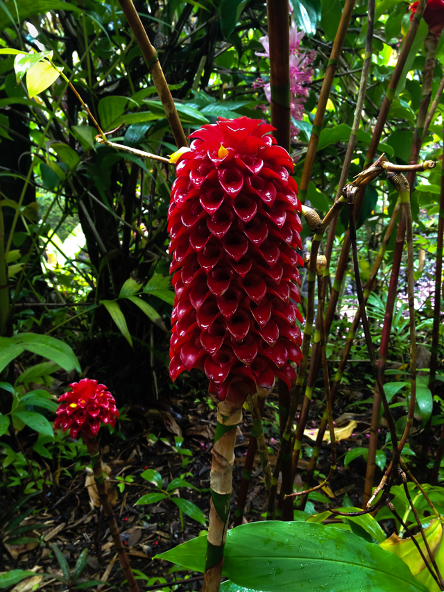 Botanical Garden, Big island, Hawaii