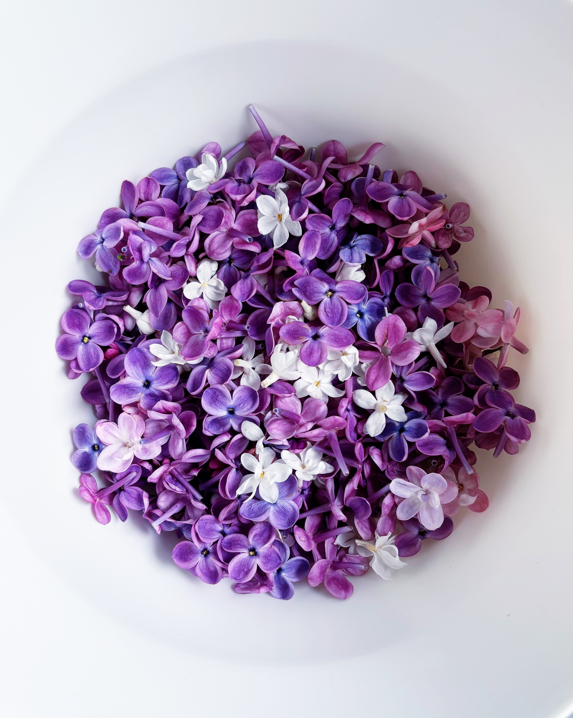 Sucre au lilas