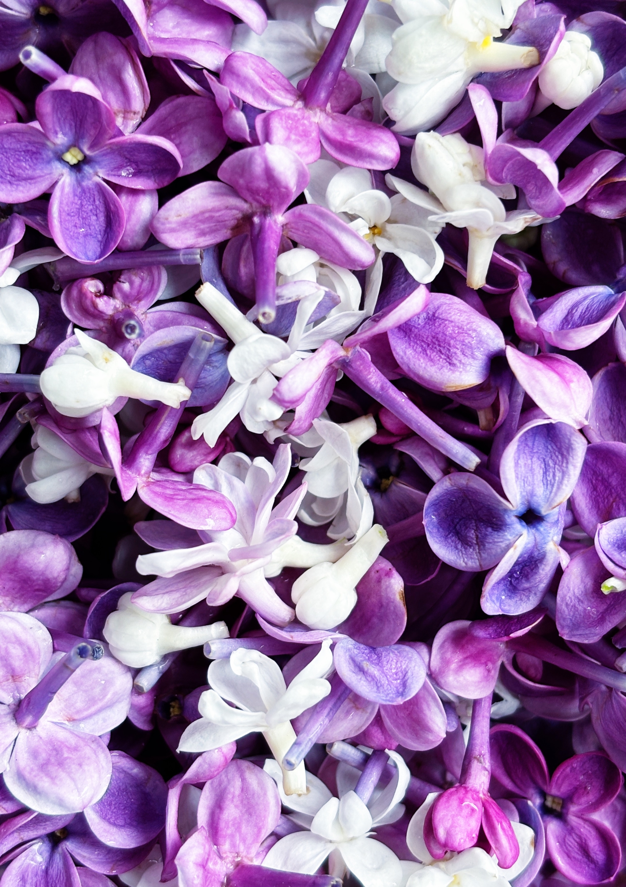sucre au lilas